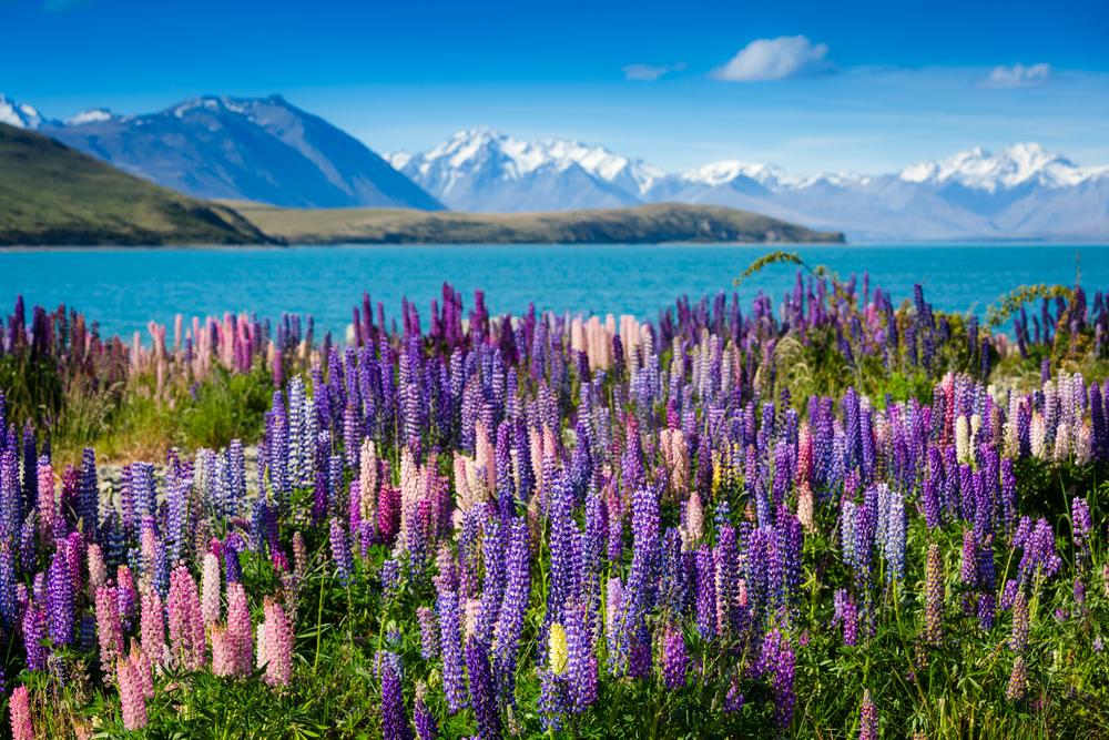 teaching in New Zealand